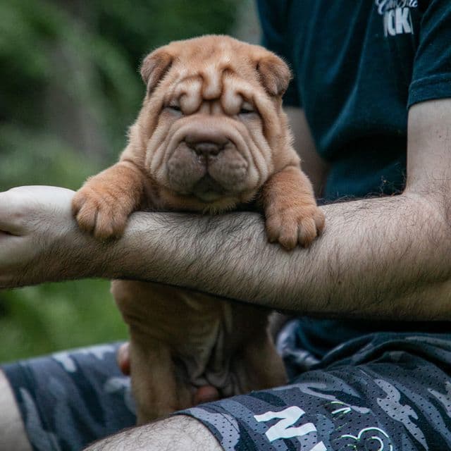 Bella - Chinese Shar-Pei Female