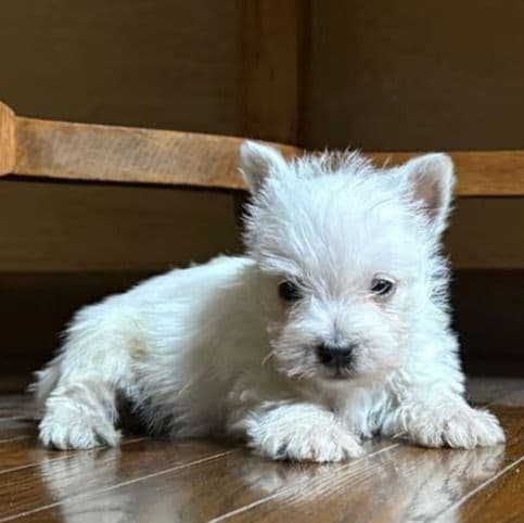 Kirby  - West Highland White Terrier Male