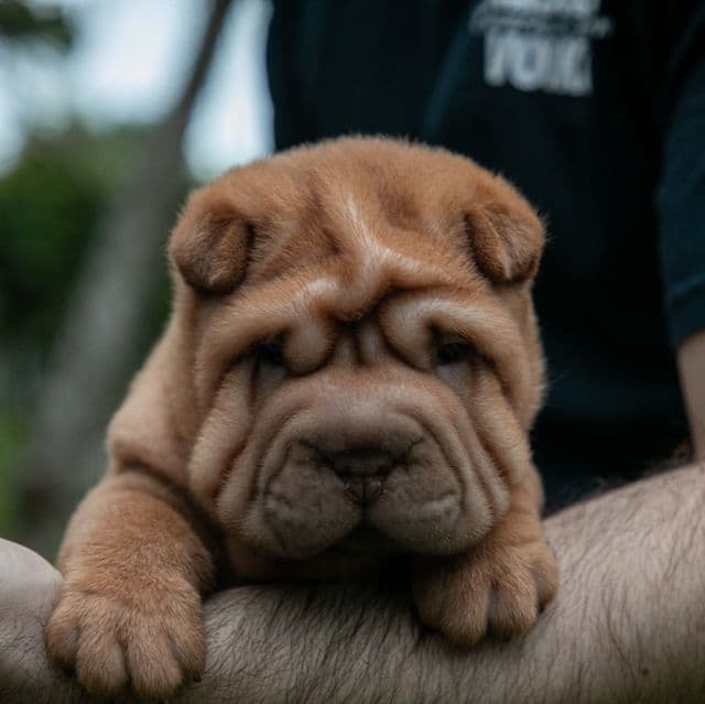 Leo - Chinese Shar-Pei Male