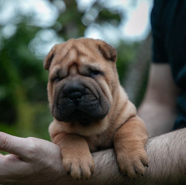 Bruno - Chinese Shar-Pei Male