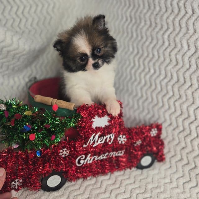 Holly - Pomeranian Female