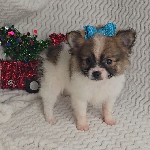 Rudolph - Pomeranian Male