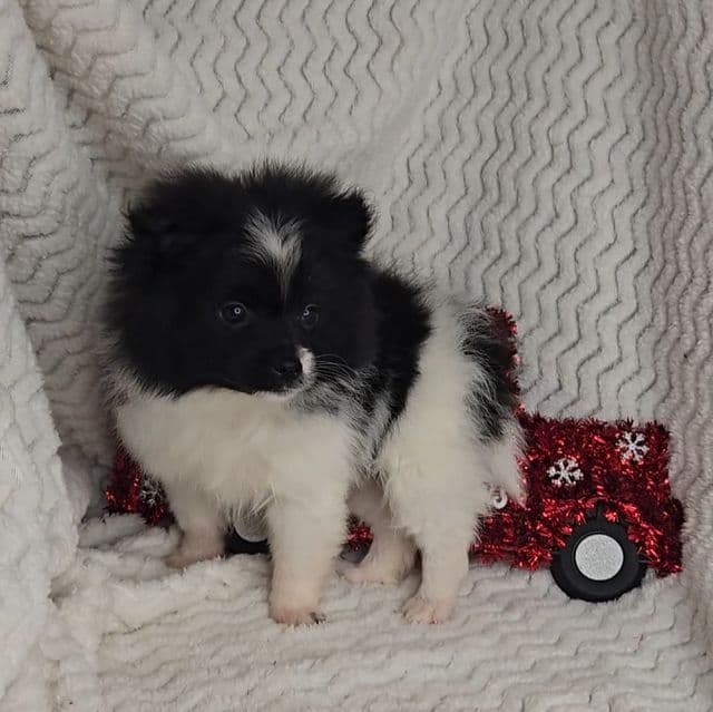 Frosty  - Pomeranian Male
