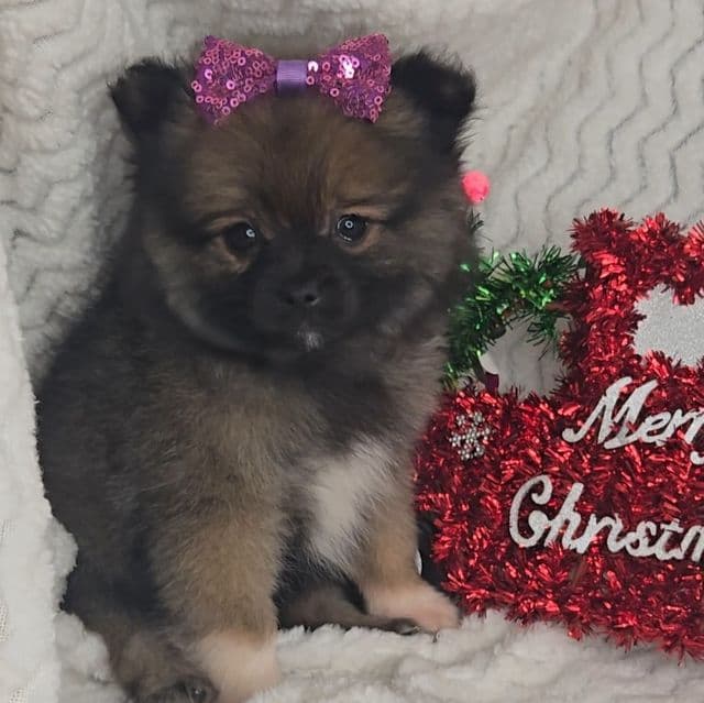 Kristy - Pomeranian Female