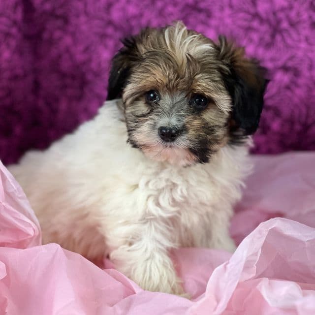 Serenity - Papipoo Female