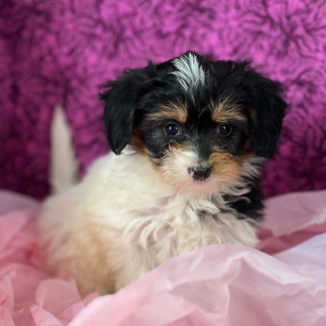 Sprinkles - Papipoo Female