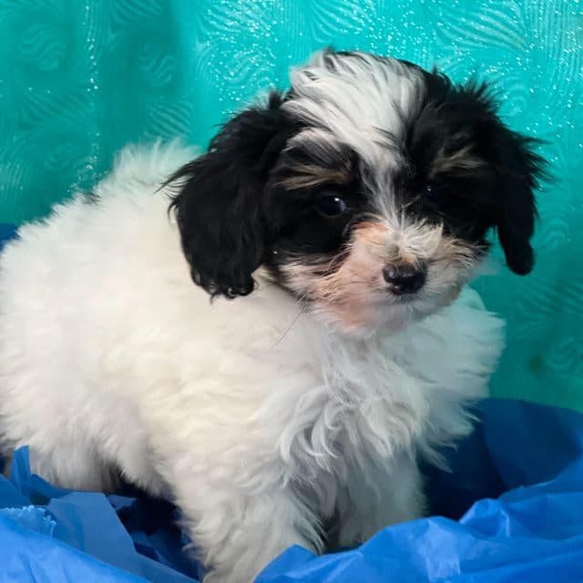 S'mores - Papipoo Male