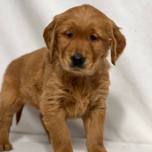 Rachel - Golden Retriever Female