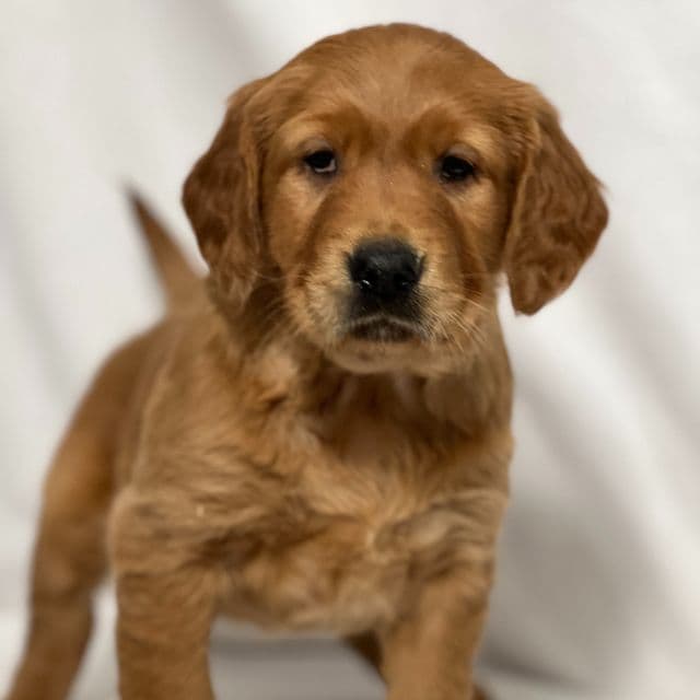 Rosie - Golden Retriever Female