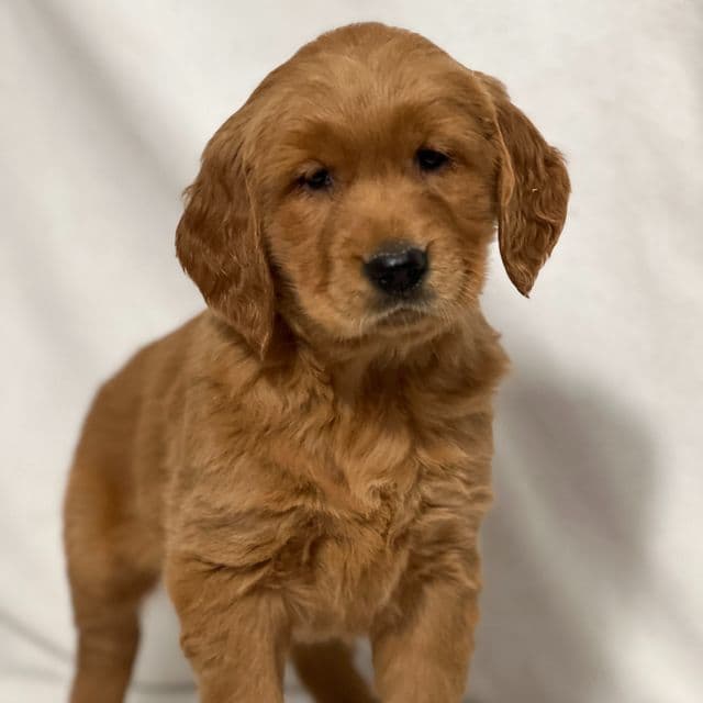Ruby - Golden Retriever Female