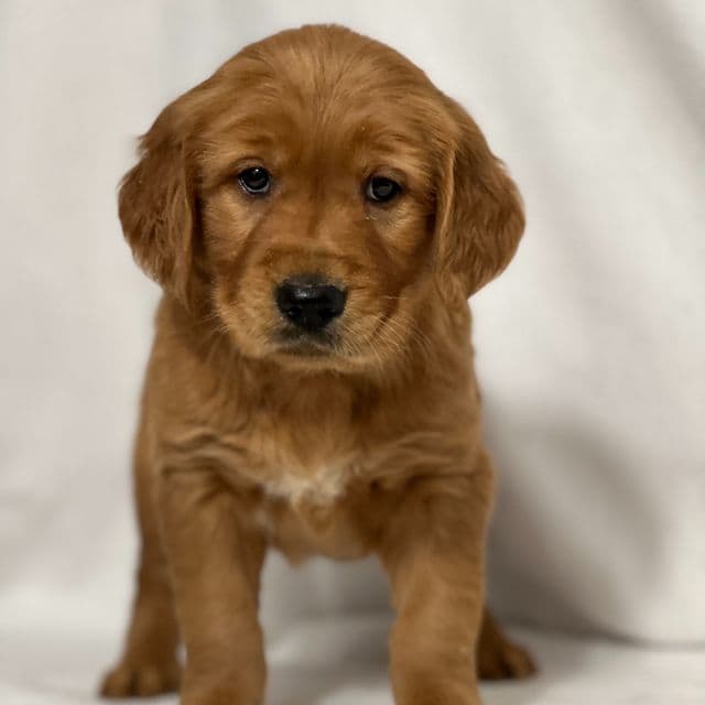 Randy - Golden Retriever Male