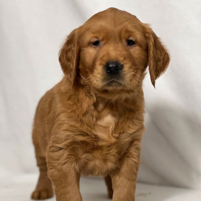 Raymond - Golden Retriever Male