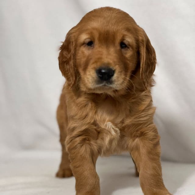 Roy - Golden Retriever Male
