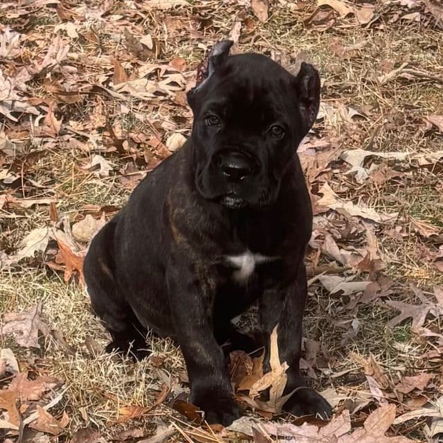 Prince - Cane Corso Male