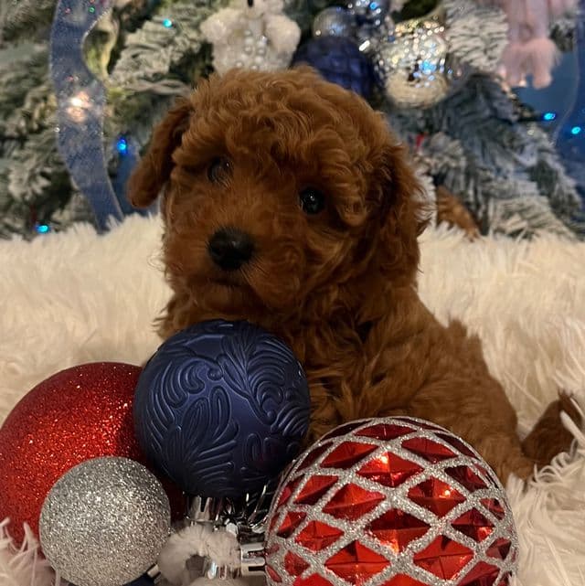 Foxy  - Toy Poodle Female