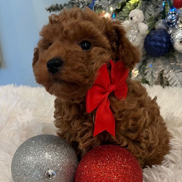 Chilli - Toy Poodle Male
