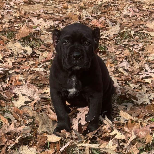 Sasha - Cane Corso Female