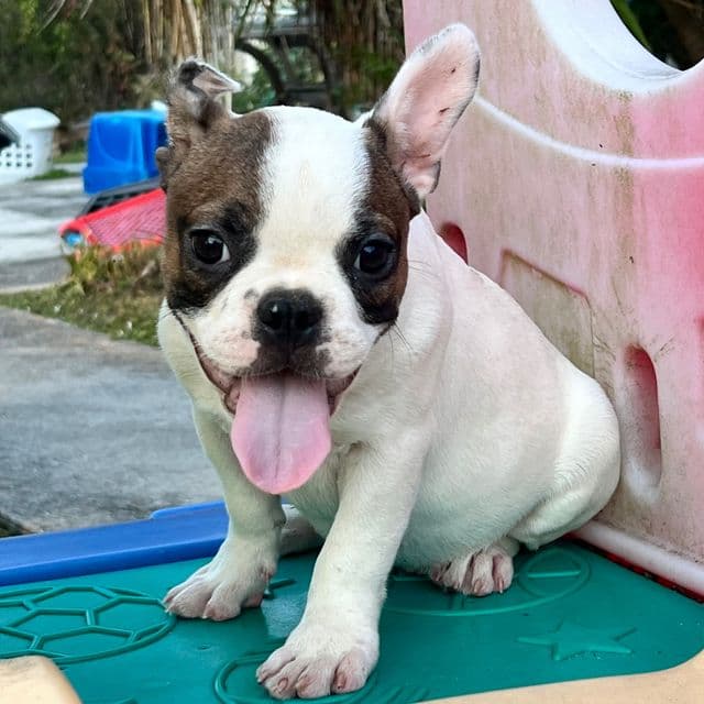 Duke - French Bulldog Male