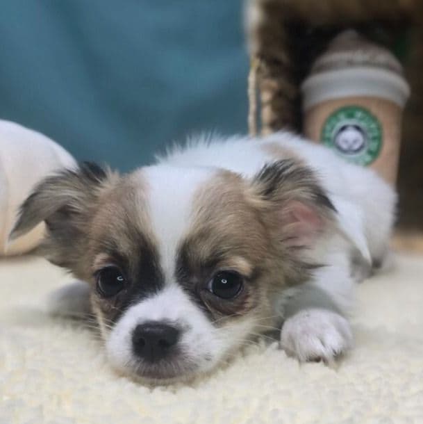 Skittles - Chihuahua Male