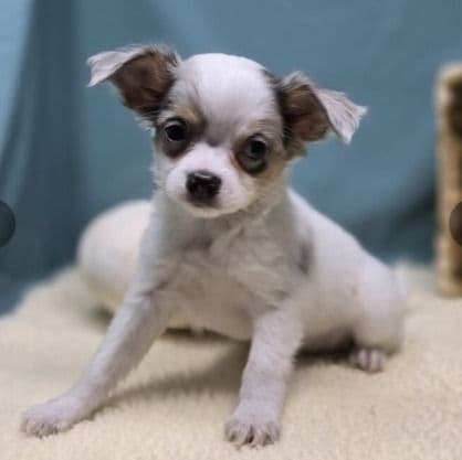 Pogo - Chihuahua Male