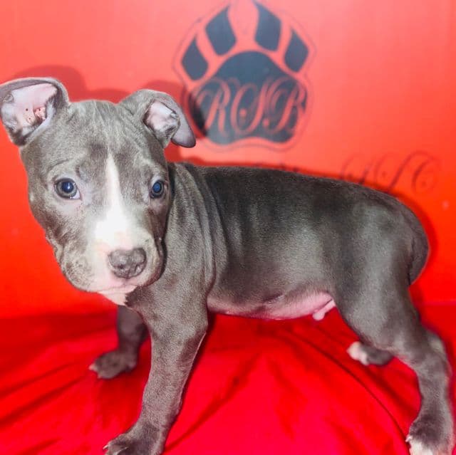 Bluey - American Pit Bull Terrier Male