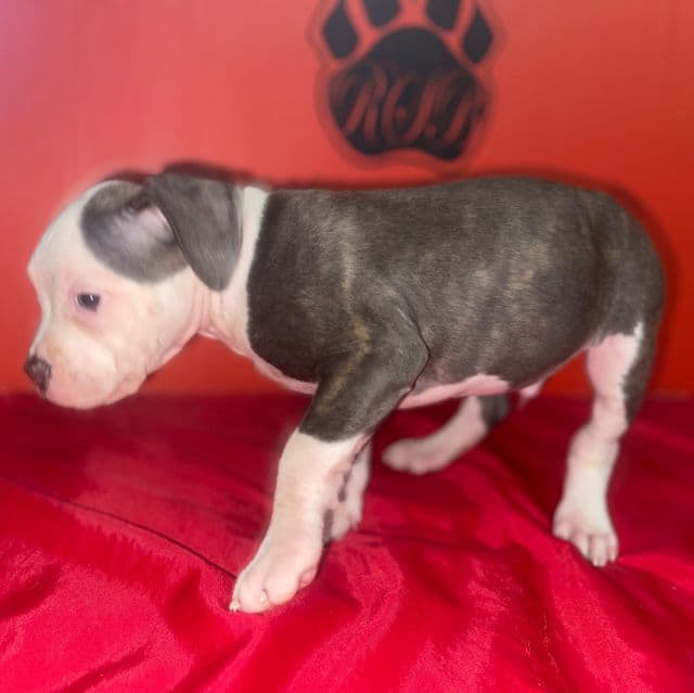 Ghost - American Pit Bull Terrier Male
