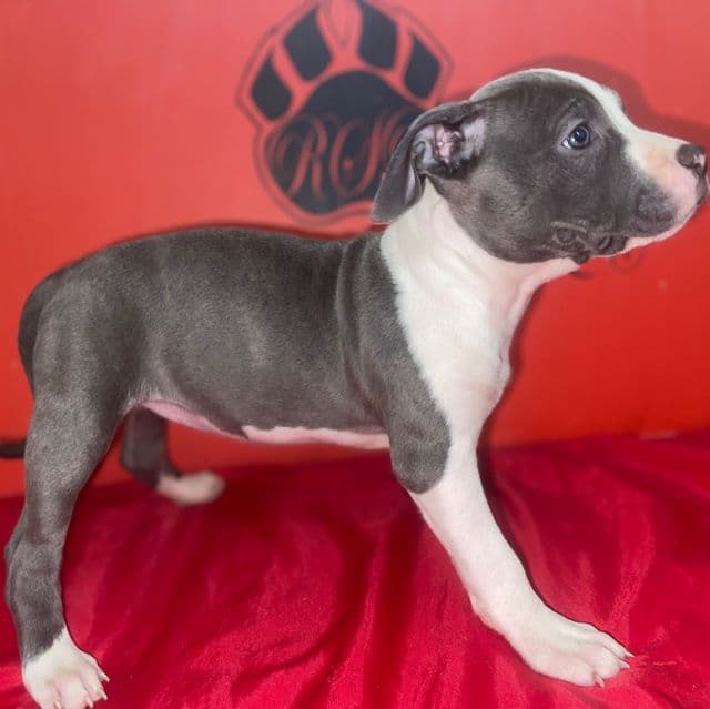 Precious  - American Pit Bull Terrier Female