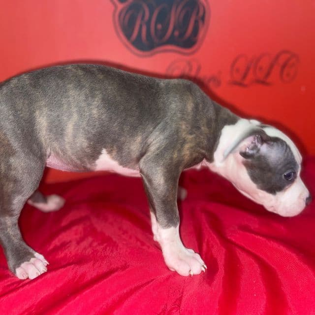 Honey  - American Pit Bull Terrier Female