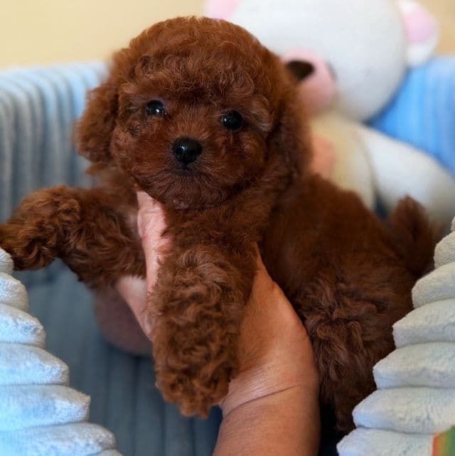 Teacup Dark Red - Toy Poodle Female