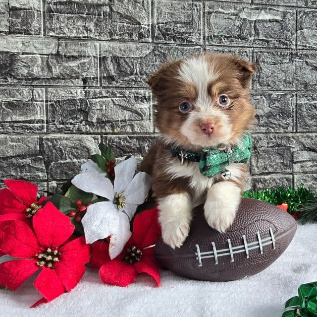 Spice - Australian Shepherd Female