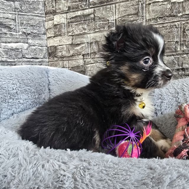 Eve - Australian Shepherd Female