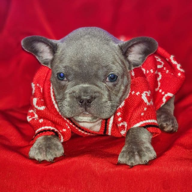 Navy - French Bulldog Male