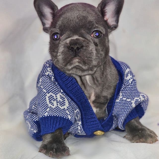 Azure - French Bulldog Male