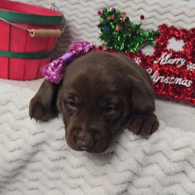 Purple bow - Labrador Retriever Female