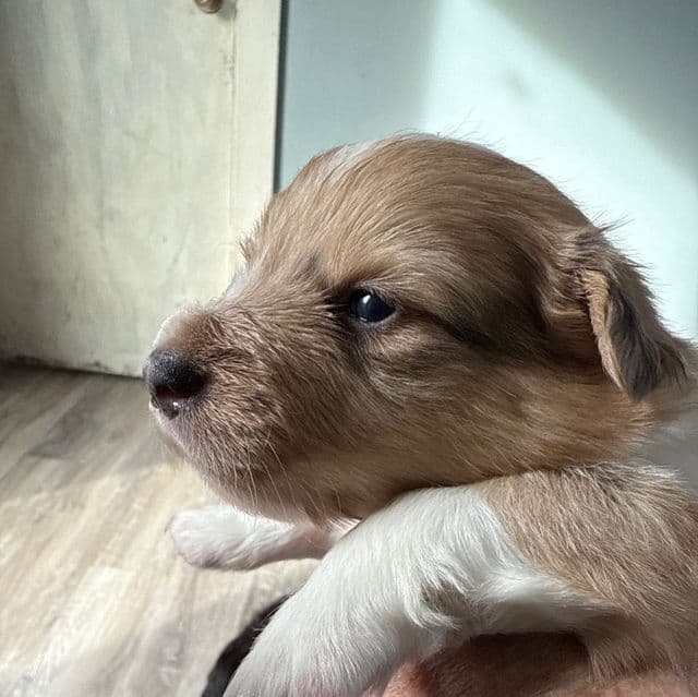 Sherman - Pembroke Welsh Corgi Male