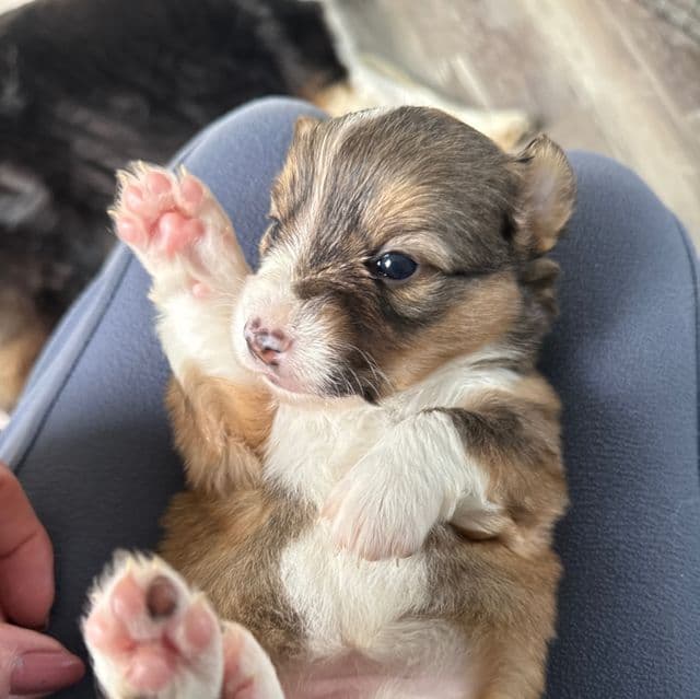 Sochi - Pembroke Welsh Corgi Female