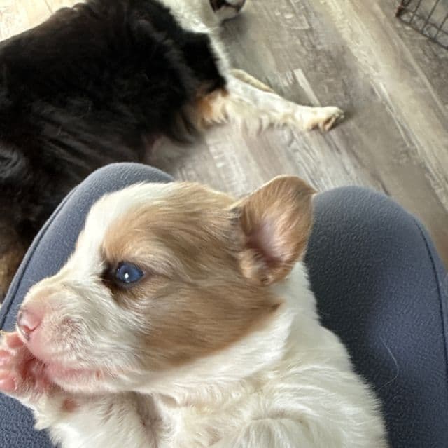 Sophie - Pembroke Welsh Corgi Female