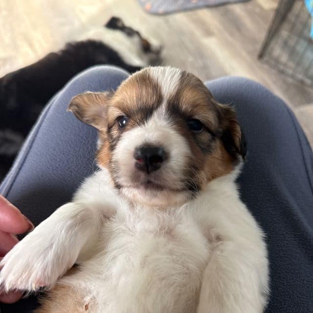 Steven - Pembroke Welsh Corgi Male