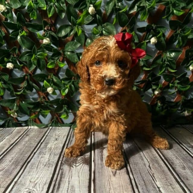 Sophia - Toy Poodle Female
