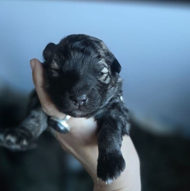 Eclipsa - Mudi Female