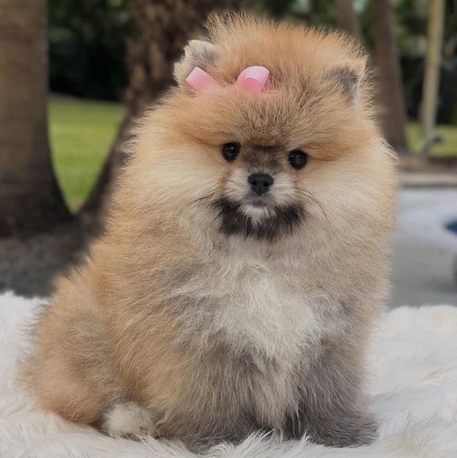 Lucy - Pomeranian Female