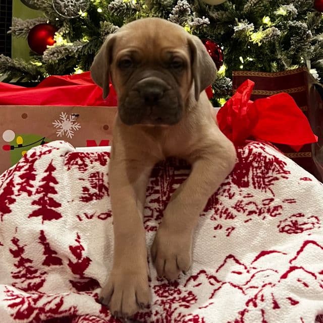 Tonka  - Cane Corso Male