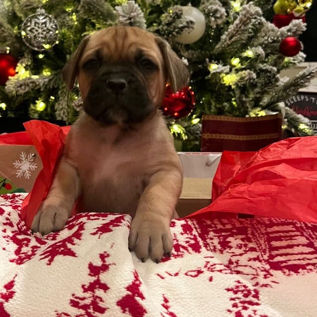 Scarlett - Cane Corso Female