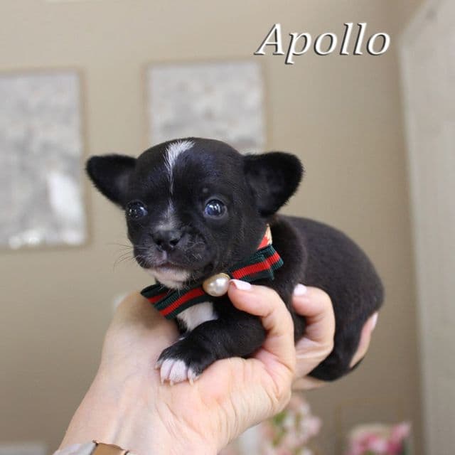 Apollo - Chihuahua Male