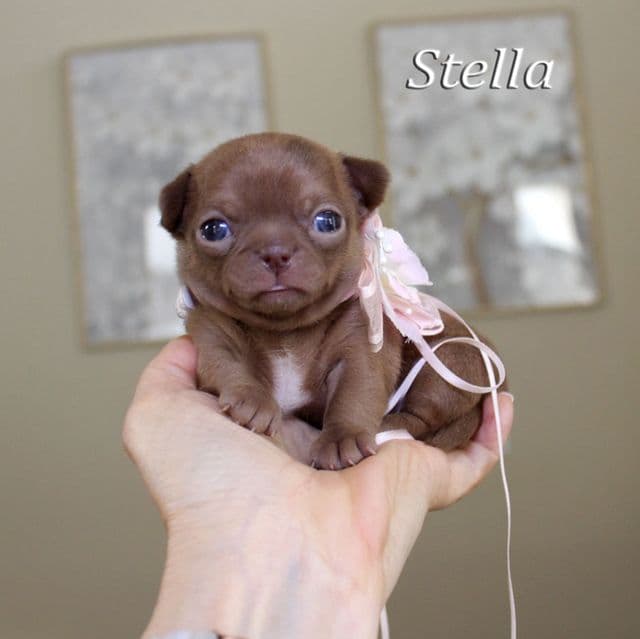 Stella - Chihuahua Female