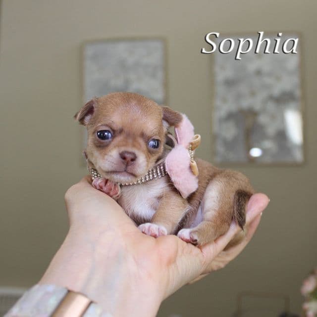 Sophia - Chihuahua Female