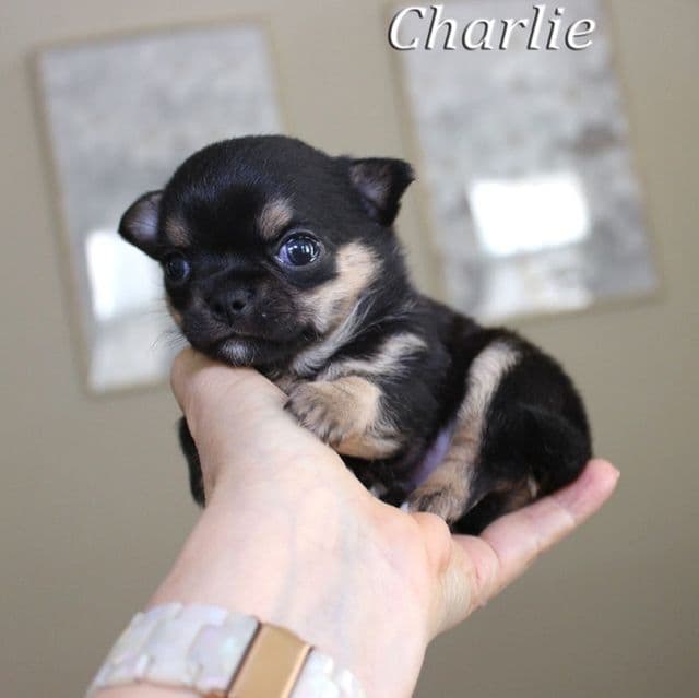 Charlie - Chihuahua Male