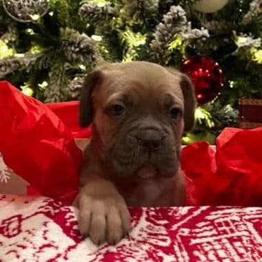 Tank - Cane Corso Male