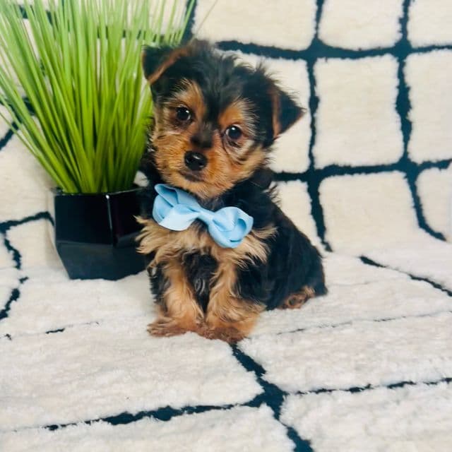 Mr. Thomas - Yorkshire Terrier Male