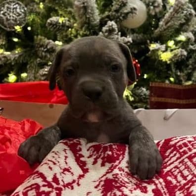 Dozer - Cane Corso Male